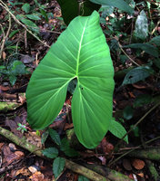 Adelonema crinipes, Amacayacu NP, Leticia, Colombia