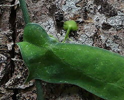 Adenia cordifolia, adhesive pad ending a tendril, anchoring the plant to the tree trunk, Mount Kinabalu area, Sabah, Borneo, Photo Clement Lacroix