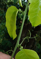 Adenia cordifolia, foliar glands and axillary tendrils, Sepilok FR, Sabah, Borneo
