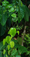 Adenia cordifolia, freely hanging flowering stem, Sepilok FR, Sabah, Borneo