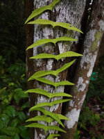Adenia cordifolia, juvenile form with lunate butterfly wings shaped leaves, Deramakot FR, Sabah, Borneo