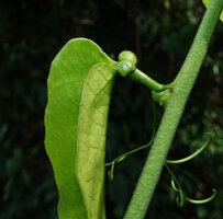 Adenia cordifolia, prominent glands at the junction between petiole and leaf blade, Sepilok FR, Sabah, Borneo