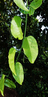 Adenia cordifolia, stem freely hanging from forest canopy, the tendrils not ending in adhesive pads nor flowers, Sepilok FR, Sabah, Borneo