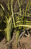 Adenia venenata with swollen bright green succulent stem base, growing among Sansevieria ehrenbergii, Lake Abaya,  Arba Minch, Ethiopia