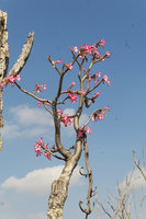 Adenium multiflorum, flowering while leafless during the dry season, Liwonde NP, Malawi