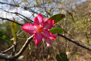 Adenium obesum, Nech Sar NP,  Arba Minch, Ethiopia