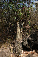 Adenium obesum on a rocky outcrop, Nech Sar NP,  Arba Minch, Ethiopia