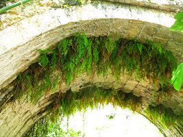 Adiantum capillus-veneris hanging down from the ceiling of a bridge, Beyrut, Libanon