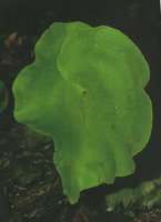 Adiantum krameri, Nouragues, French Guyana
