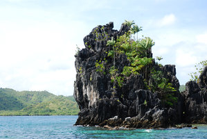 Adonidia merrillii and Dracaena multiflora on vertical karst islet, El Nido, Palawan, Philippines