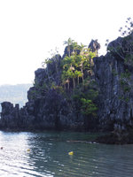 Adonidia merrillii, the Palm and Dracaena multiflora on karst, El Nido, Palawan, Philippines