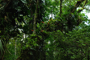 Aechmea épiphytes, Sierra do Mar, Brésil