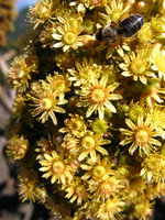 Aeonium arboreum var. rubrolineatum, flowers, La Gomera, Canary Islands