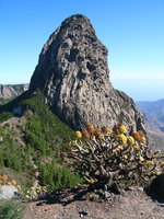 Aeonium arboreum var. rubrolineatum in front of Roque de Agando, La Gomera, Canary Islands