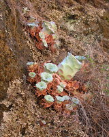 Aeonium aureum, groups of rosettes issued from basal offsets on vertical cliff, Teide, Tenerife, Canary Islands