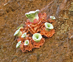 Aeonium aureum, new emerging rosettes in summer, Teide, Tenerife, Canary Islands