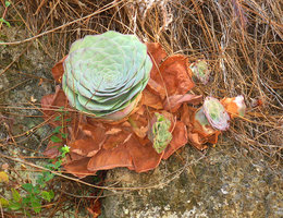 Aeonium aureum, rosette with basal offsets, Teide, Tenerife, Canary Islands