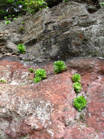 Aeonium canariense, individual rosettes on bare rock, Anaga, Tenerife, Canary Islands