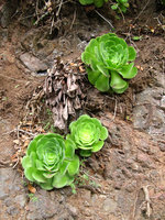 Aeonium canariense, rosettes, Anaga, Tenerife, Canary Islands