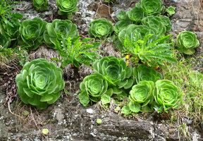 Aeonium canariense, rosettes on bare rock, Anaga, Tenerife, Canary Islands