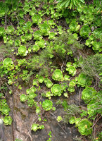 Aeonium canariense, rosettes on vertical cliff, Anaga, Tenerife, Canary Islands
