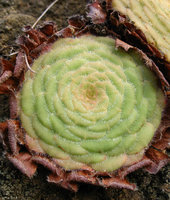 Aeonium tabuliforme, individual rosette retaining the protective peripheral dead leaves, Garachico, Tenerife, Canary Islands