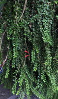 Aeschynanthus buxifolius, long hanging stems flowering on the vertical garden at the Green Hotel, Paris