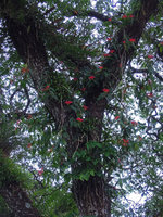 Aeschynanthus fulgens, as a climbing and reclining epiphyte, Doi Chiang Dao, Thailand