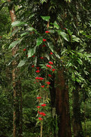 Aeschynanthus fulgens as an epiphyte with Epipremnum giganteum, Ranong, Thailand