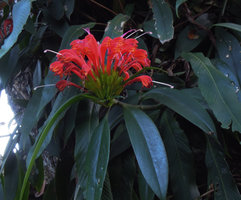 Aeschynanthus fulgens, inflorescence close up, Doi Chiang Dao, Thailand