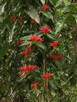 Aeschynanthus fulgens, inflorescences, Ranong, Thailand