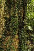 Aeschynanthus gracilis hanging along a tree trunk, Putao, Kachin, Myanmar