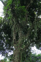 Aeschynanthus gracilis, stems creeping along tree trunk and freely hanging stems, Putao, Kachin, Myanmar