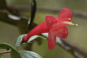 Aeschynanthus leptocladus, calyx with narrow pointed green lobes and large red corolla, Anggi Lakes, 2000 m asl, Arfak Mts, West Papua