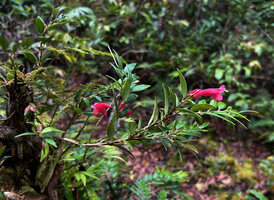 Aeschynanthus leptocladus, flowering stems detached from support, Anggi Lakes, 2000 m asl, Arfak Mts, West Papua