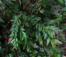 Aeschynanthus leptocladus, plagiotropic stems detached from support, Anggi Lakes, 2000 m asl, Arfak Mts, West Papua