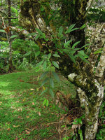 Aeschynanthus longicaulis as a low epiphyte seen from above, Fraser&#039;s Hill, Malaysia