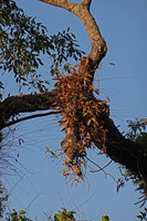 Aeschynanthus longicaulis,epiphytic in forest canopy, Penang Hill, Malaysia
