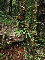 Aeschynanthus persimilis as a low epiphyte, Doi Sthep, Chiang Mai, Thailand