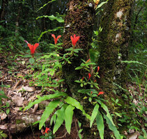 Aeschynanthus persimilis as a low epiphyte on a mossy trunk, Doi Suthep, Chiang Mai, Thailand