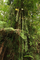 Aeschynanthus pulcher, epiphytic with 5 to 8 m long hanging stems, Bromo Tengger Semeru NP, Java