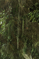 Aeschynanthus pulcher, many meters long freely hanging flowering stems along a vertical limestone cliff, Jidor waterfall, Malang, Java
