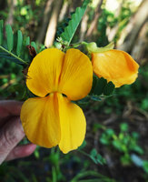 Aeschynomene elaphroxylon, flower, Lake Chamo, Arba Minch, Ethiopia