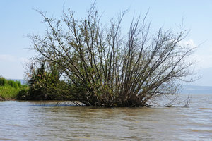 Aeschynomene elaphroxylon, multi stemmed vegetative clump, Lake Chamo, Arba Minch, Ethiopia