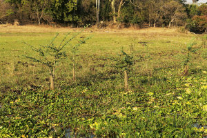 Aeschynomene elaphroxylon, population of treelets with characteristic conical swollen pithy aeriferous trunk rooting in the water on Shire river bank, Liwonde NP, Malawi
