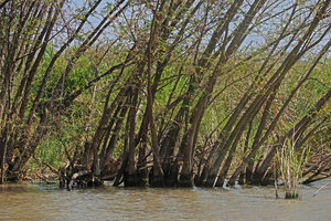 Aeschynomene elaphroxylon, swollen bases of the partly submerged trunks along the Lake Chamo shore, Arba Minch, Ethiopia