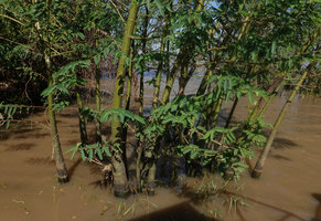 Aeschynomene elaphroxylon, swollen bases of the partly submerged trunks, Lake Abaya, Arba Minch, Ethiopia