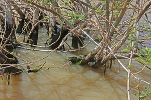 Aeschynomene elaphroxylon, swollen bases of the partly submerged trunks, Lake Chamo, Arba Minch, Ethiopia