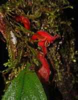 Agalmyla brevipes, axillary almost sessile flowers emerging from mosses, Kwau 1600 m asl, Arfak Mts, West Papua