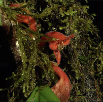 Agalmyla brevipes, base of flowers hidden among mosses, Kwau 1600 m asl, Arfak Mts, West Papua